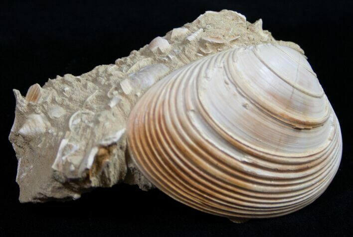 Miocene Aged Clam Fossil - France #10325